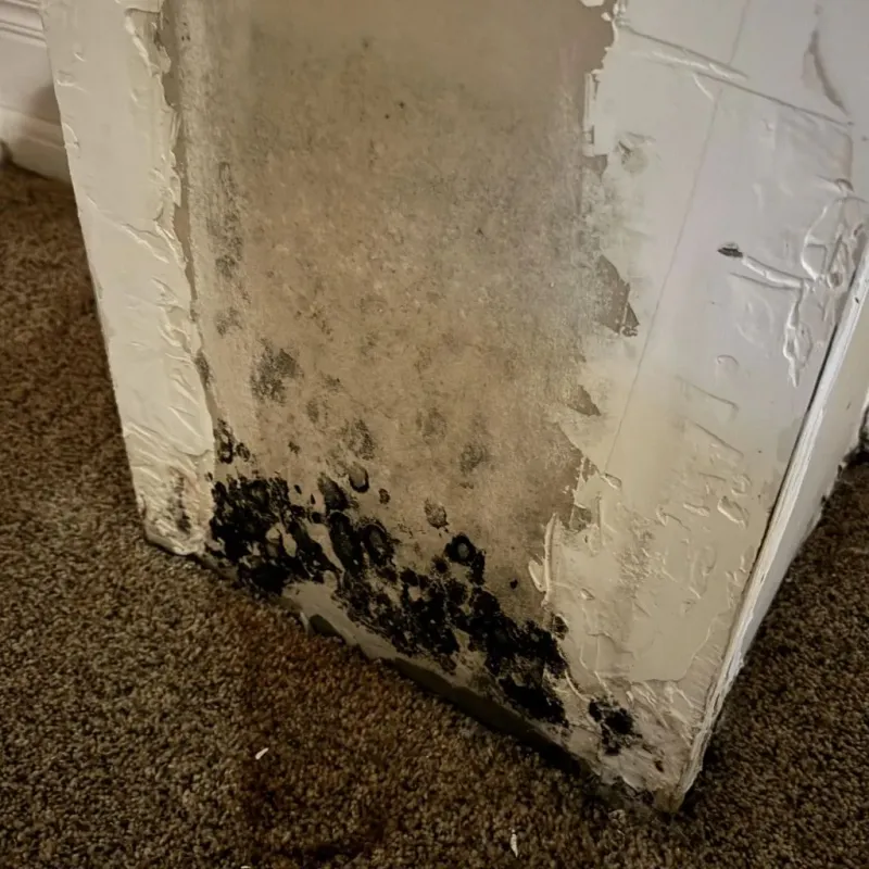 Professional Mold Removal in Camp Lake, WI